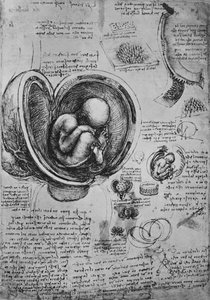 Disegni di un embrione nell
