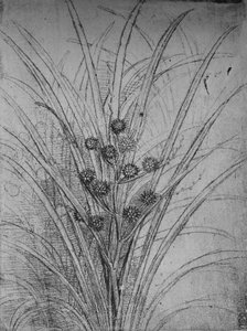 Giunchi fioriti, c1480