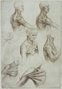 Leonardo – Muscolatura del collo e delle spalle da Leonardo da Vinci