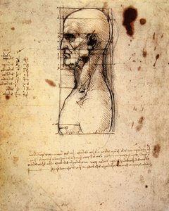 Testa maschile di profilo con proporzioni da Leonardo da Vinci