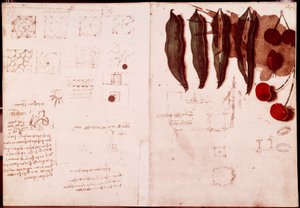 Note e schizzi di botanica e geometria da Leonardo da Vinci