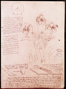 Note e schizzi di botanica e geometria: narciso da Leonardo da Vinci