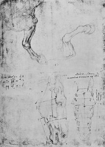 Studi delle zampe anteriori dei cavalli e disegni misurati delle teste dei cavalli, c1480 1945 da Leonardo da Vinci