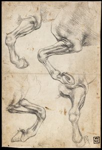 Studi sulla gamba del cavallo da Leonardo da Vinci