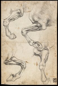 Studi di gambe di cavalli da Leonardo da Vinci