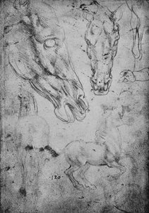 Studi di cavalli e teste di cavalli