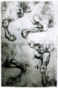 Studi delle gambe dei cavalli