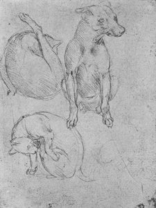 Studi di un cane e di un gatto, c1480 1945 da Leonardo da Vinci
