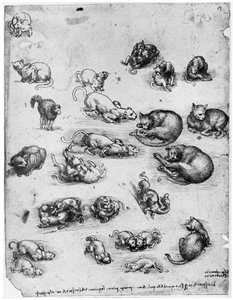 Studi di gatti, 1513-1515 1954