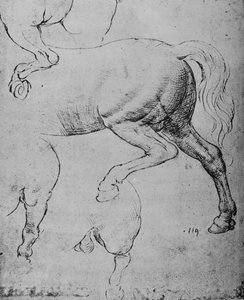Studi delle zampe posteriori e delle gambe posteriori di un cavallo, c1480 da Leonardo da Vinci