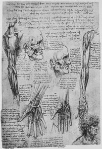 Studi dei muscoli del viso e del braccio da Leonardo da Vinci
