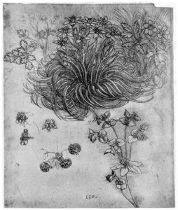 Studio di una pianta di Stella di Betlemme