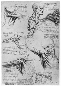 Studio delle articolazioni della spalla da Leonardo da Vinci