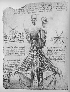 Studio della vista posteriore di uno scheletro, mostrando i tendini del collo, c1480 1945