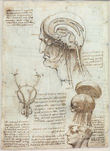 Immagine sconosciuta da Leonardo da Vinci