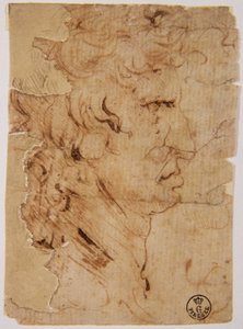 Immagine sconosciuta da Leonardo da Vinci