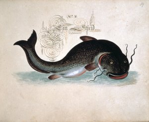 Add 6458 f.39 Pesce gatto