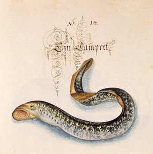 Lampreda di mare da Leonhard Baldner