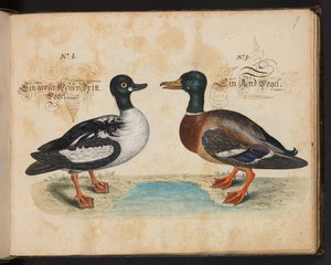 Descrizione e delineazione naturale esatta degli uccelli acquatici, pesci, animali a quattro zampe, insetti e vermi trovati nelle acque di Strasburgo, Leonard Baldner da Leonhard Baldner