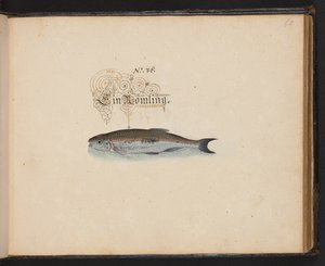 Descrizione e delineazione naturale esatta degli uccelli acquatici, pesci, animali a quattro zampe, insetti e vermi trovati nelle acque di Strasburgo, Leonard Baldner da Leonhard Baldner