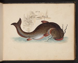 Descrizione e delineazione naturale esatta degli uccelli acquatici, pesci, animali a quattro zampe, insetti e vermi trovati nelle acque di Strasburgo, Leonard Baldner