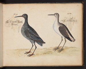 Descrizione naturale esatta e delineazione degli uccelli acquatici, pesci, animali a quattro zampe, insetti e vermi, che si trovano nelle acque di Strasburgo, che io stesso ho sparato e maneggiato. Leonard Baldner, pescatore e cittadino di Strasburgo da Leonhard Baldner