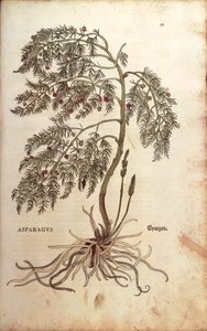 Asparago (Asparagus officinalis) di Leonhart Fuchs da De historia stirpium commentarii insignes (Notable Commentaries on the History of Plants), incisione colorata da Leonhard Fuchs