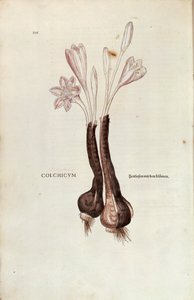 Colchico autunnale (Colchicum autumnale) di Leonhart Fuchs da De historia stirpium commentarii insignes, incisione colorata da Leonhard Fuchs