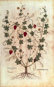 Balsamino (Momordica balsamina) da De historia stirpium commentarii insignes da Leonhard Fuchs