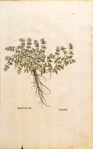 Timo selvatico (Thymus serpyllum), incisione colorata di Leonhart Fuchs da Leonhard Fuchs