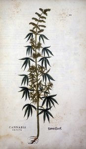 Cannabis Sativa (Canapa coltivata) - in "De Historia Stirpium commentarii insignia" di Leonhart Fuchs
