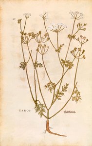 Cumino dei prati - Carum carvi (Caros) di Leonhart Fuchs da De historia stirpium commentarii insignes (Notable Commentaries on the History of Plants), incisione colorata da Leonhard Fuchs