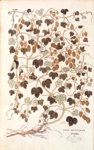Luppolo comune (Humulus lupulus) di Leonhart Fuchs da De historia stirpium commentarii insignes da Leonhard Fuchs