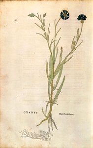 Fiordaliso (Centaurea cyanus) di Leonhart Fuchs da "De historia stirpium commentarii insignes", incisione colorata da Leonhard Fuchs