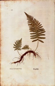 Felce, polipodio comune (Polypodium vulgare) di Leonhart Fuchs da De historia stirpium commentarii insignes (Commentari notevoli sulla storia delle piante) incisione colorata da Leonhard Fuchs