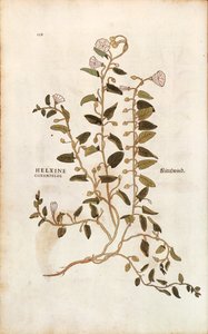 Vilucchio - Convolvulus arvensis, da De historia stirpium commentarii insignes da Leonhard Fuchs