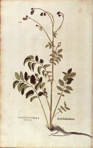 Pimpinella maggiore - Sanguisorba officinalis (Sanguisorba major) di Leonhart Fuchs da De historia stirpium commentarii insignes, incisione colorata da Leonhard Fuchs