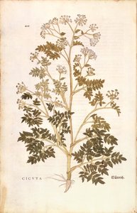 Conium maculatum (Cicuta) da De historia stirpium commentarii insignes da Leonhard Fuchs