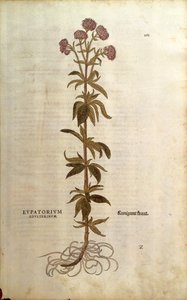 Canapa acquatica - Eupatorium cannabinum (Eupatorium adulterinum) da De historia stirpium commentarii insignes da Leonhard Fuchs