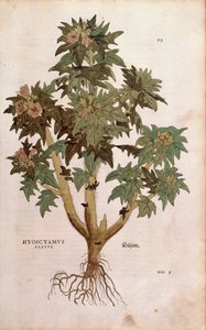 Giusquiamo - Hyoscyamus niger (Hyoscyamus flavus) di Leonhart Fuchs da De historia stirpium commentarii insignes (Notable Commentaries on the History of Plants), incisione colorata da Leonhard Fuchs