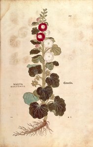 Malvarosa - Malvaceae - Alcea (Malva hortensis) di Leonhart Fuchs da De historia stirpium commentarii insignes (Notable Commentaries on the History of Plants), incisione colorata da Leonhard Fuchs