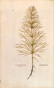 Equisetum arvense (Equisetum longius) da De historia stirpium commentarii insignes da Leonhard Fuchs