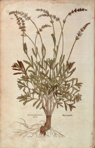 Lavanda - Lavandula spica (Pseudonardus mas) da De historia stirpium commentarii insignes, incisione colorata da Leonhard Fuchs
