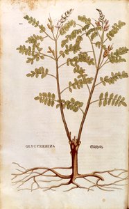 Liquirizia (Glycyrrhiza glabra) di Leonhart Fuchs da De historia stirpium commentarii insignes, incisione colorata da Leonhard Fuchs