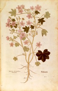 Malva (Malva sylvestris elatior) di Leonhart Fuchs da De historia stirpium commentarii insignes (Notable Commentaries on the History of Plants), incisione colorata da Leonhard Fuchs