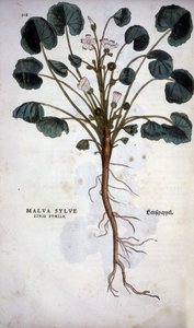 Malva Sylvestre (Grande Viola) - in "De Historia Stirpium commentarii insignia" di Leonhart Fuchs da Leonhard Fuchs