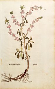 Mezereon - Daphne mezereum (Daphnoides) da De historia stirpium commentarii insignes, incisione colorata da Leonhard Fuchs
