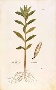 Oleandro (Nerium oleander) di Leonhart Fuchs da De historia stirpium commentarii insignes, incisione colorata