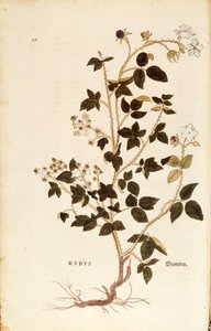 Tavola: Rovo (Rubus) da De historia stirpium commentarii insignes, incisione colorata da Leonhard Fuchs