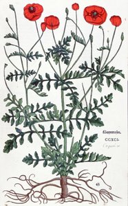 Papavero da Leonhard Fuchs